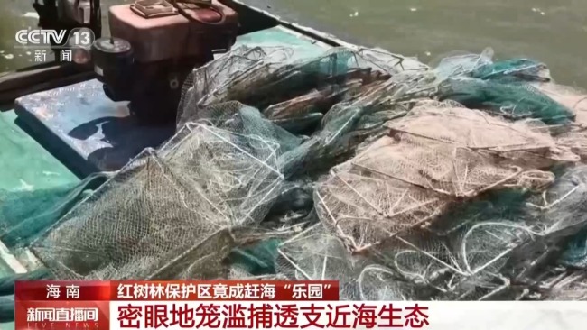 地笼泛滥 红树林保护区竟成赶海“乐园”！