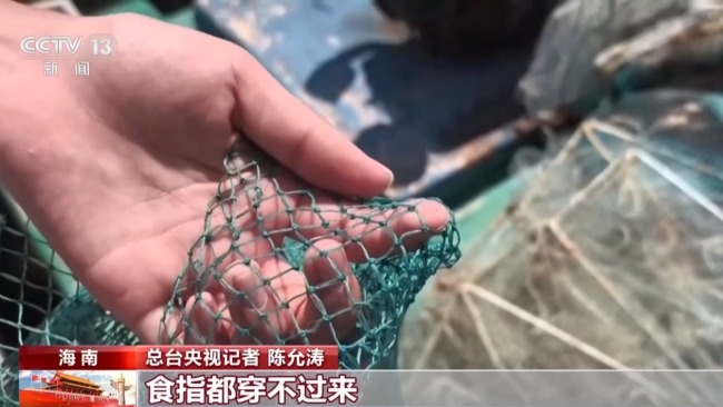 地笼泛滥 红树林保护区竟成赶海“乐园”！