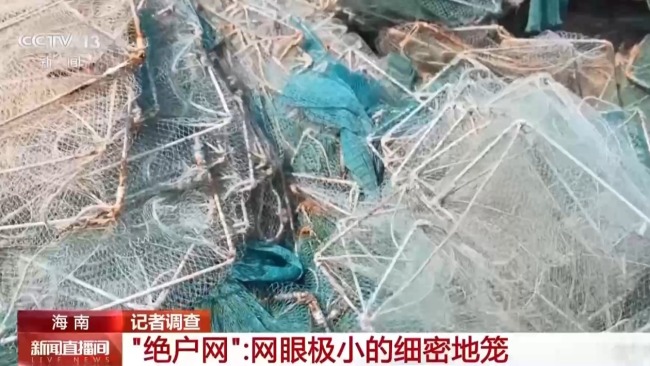 地笼泛滥 红树林保护区竟成赶海“乐园”！