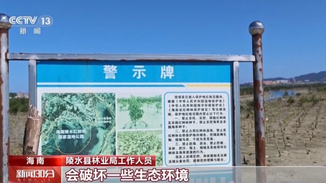 地笼泛滥 红树林保护区竟成赶海“乐园”！