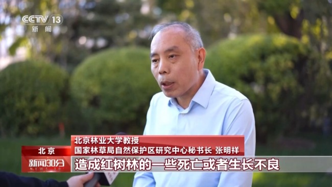 地笼泛滥 红树林保护区竟成赶海“乐园”！