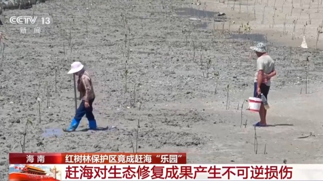 地笼泛滥 红树林保护区竟成赶海“乐园”！