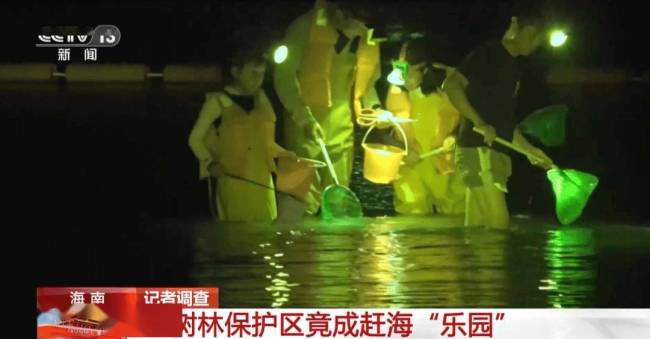 红树林保护区出现大量禁用地笼