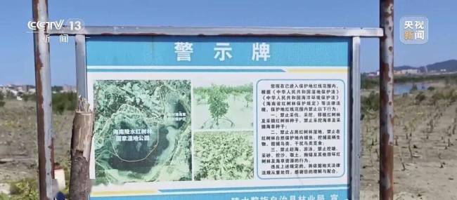 红树林保护区出现大量禁用地笼 商业赶海乱象频发