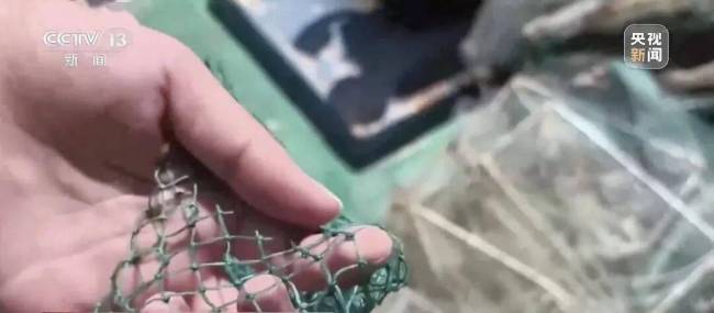 红树林保护区出现大量禁用地笼 商业赶海乱象频发