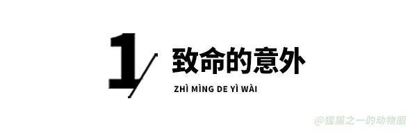 俄罗斯真的暴发鼠疫？28岁女研究员死于不明肺炎 研究所意外引关注