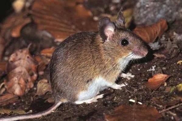 鼠疫与新冠致命性对比 一个不及时治疗死亡风险极高,一个传播范围更广,差别远比想象中大