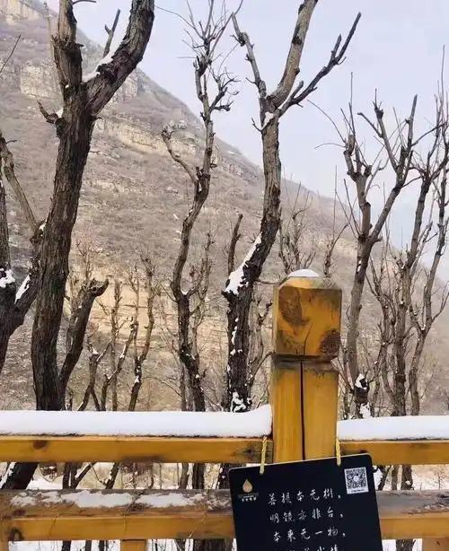 媒体：哨位安睡的猫是国泰民安注脚 温情瞬间触动全网