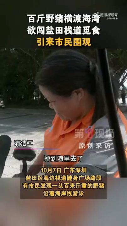 深圳一海边惊现100多斤野猪