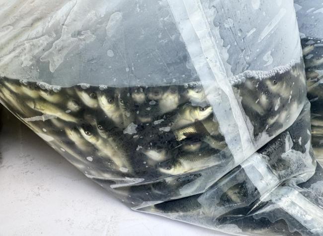 记者暗访放生乱象 生态隐忧背后的监管难题