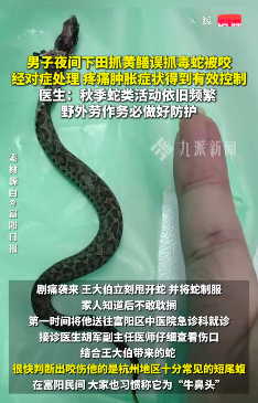 医生谈男子夜间抓黄鳝被毒蛇咬：短尾蝮蛇咬伤，经对症处理，症状得到有效控制