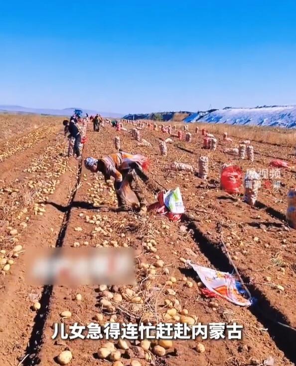 大叔瞒着家人去内蒙古捡土豆