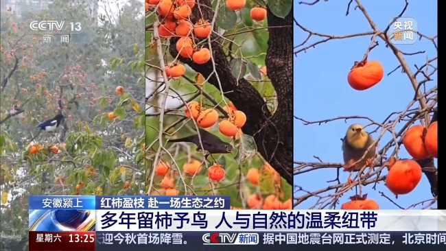 城市里的柿子不能摘 要留给小鸟吃 生态美景引来万鸟啄柿