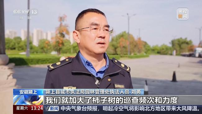 城市里的柿子不能摘 要留给小鸟吃 生态美景引来万鸟啄柿