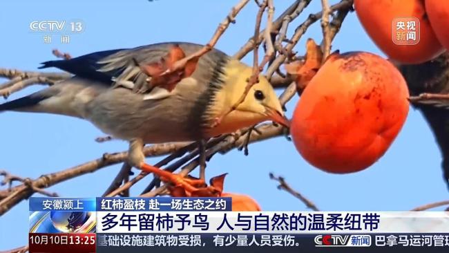 城市里的柿子不能摘 要留给小鸟吃 生态美景引来万鸟啄柿