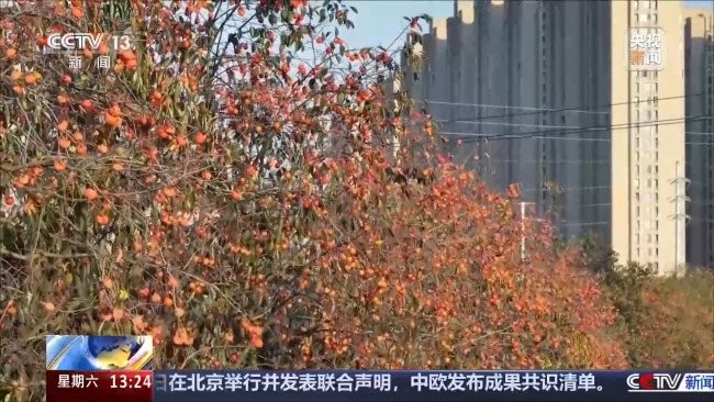 城市里的柿子不能摘 要留给小鸟吃