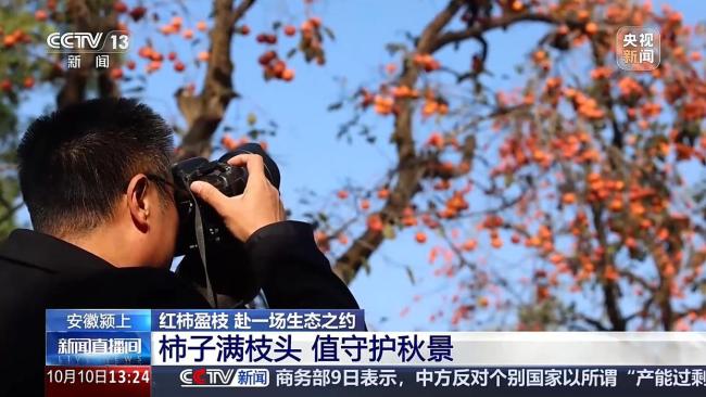 城市里的柿子不能摘 要留给小鸟吃 生态美景引来万鸟啄柿