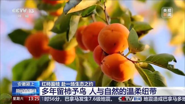城市里的柿子不能摘 要留给小鸟吃 生态美景引来万鸟啄柿