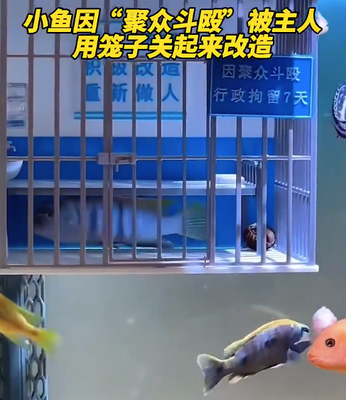 小鱼因聚众斗殴被隔离改造 网友：好好改造，重新做鱼