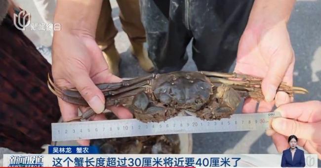 大闸蟹跌到5元一只 中小规格蟹价骤降