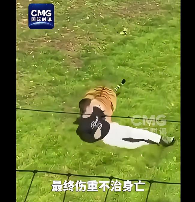 英国一男子闯进虎栏遭老虎袭击