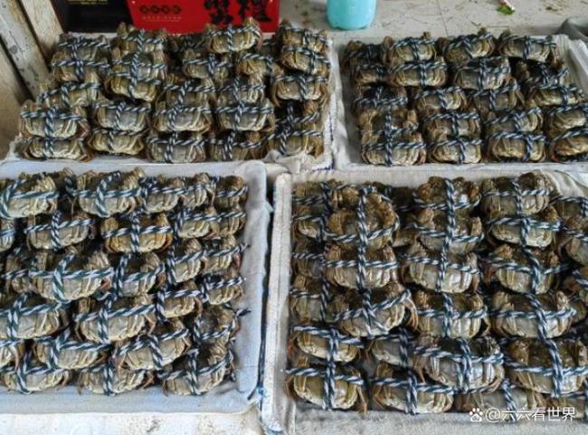 5元1只？大闸蟹“崩盘”了吗 价格分化显现