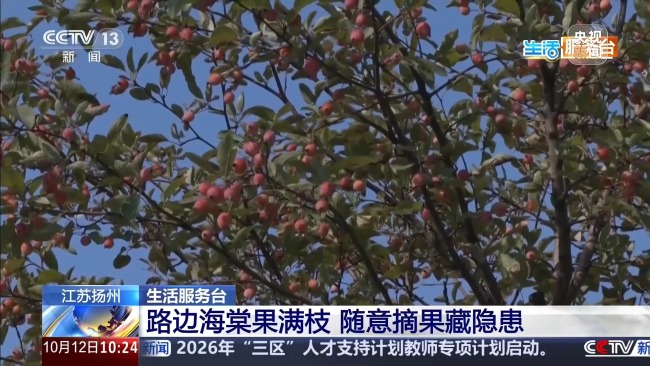 路边的海棠果能吃吗