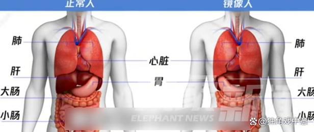 女生五脏六腑全长反