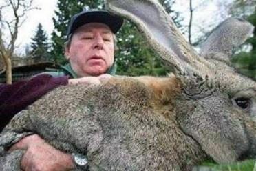 澳大利亚野兔免疫生物病毒了