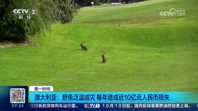 澳洲每年因野兔损失近10亿元