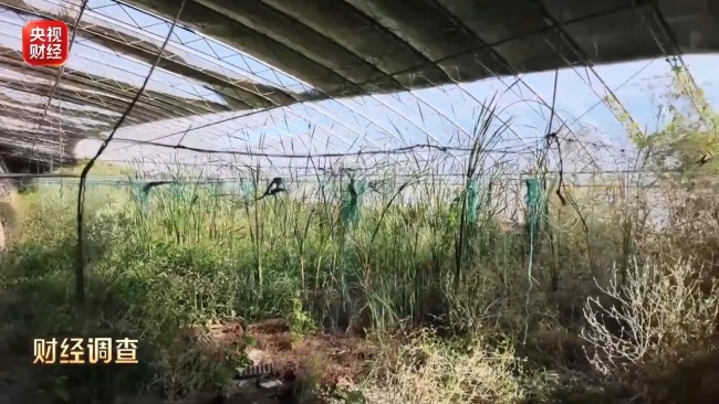 央视曝光千亩大棚荒废仍领补贴
