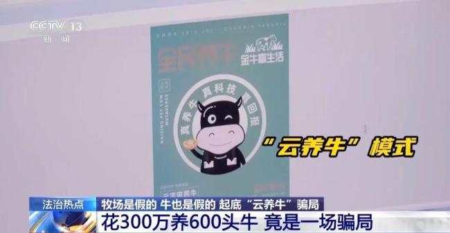 投资300万养了600头空气牛
