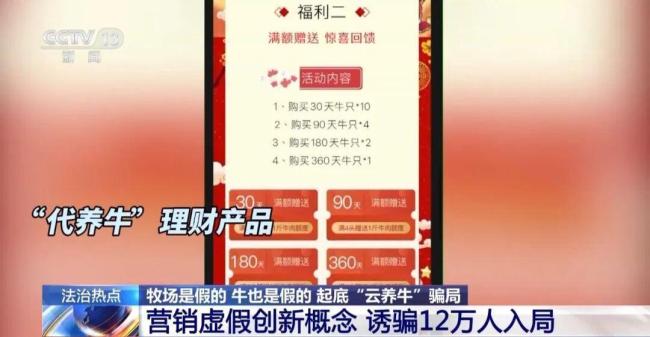投资300万养了600头空气牛 虚拟牧场的陷阱
