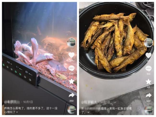 黑客杀死了一缸8万元的鱼 智能插排被黑引发关注