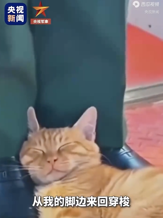 原来天安门小猫是这样认识武警的