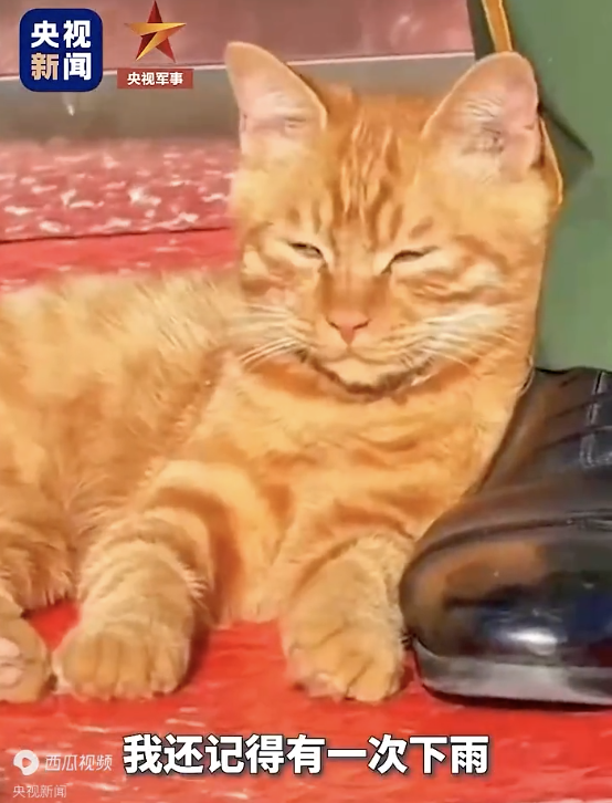 原来天安门小猫是这样认识武警的