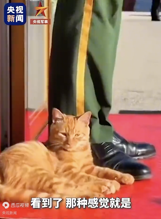 原来天安门小猫是这样认识武警的