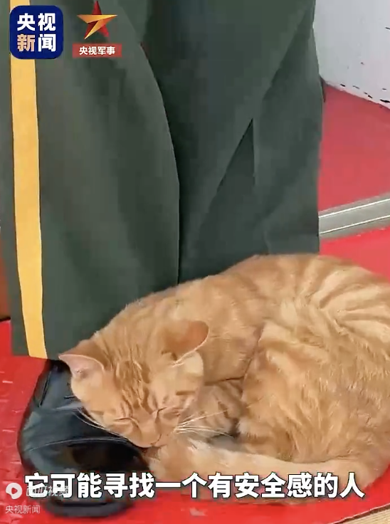 原来天安门小猫是这样认识武警的