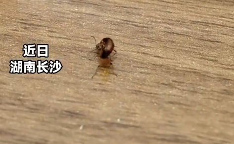 女子遇两只隐翅虫在桌上缠斗 提醒:遇虫切忌徒手拍打