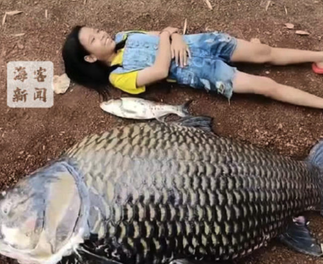 泰国近100公斤巨鲤搁浅死亡 :体型比孩童还大 村民将它切块烹煮后分食
