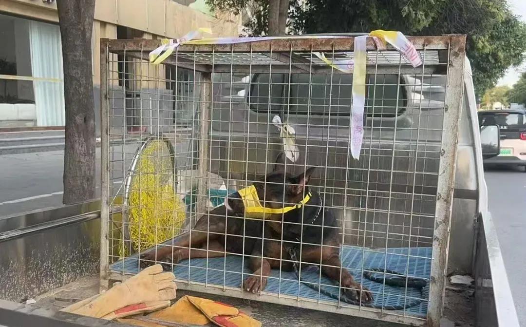 饲主因杜宾犬伤人被行拘7日