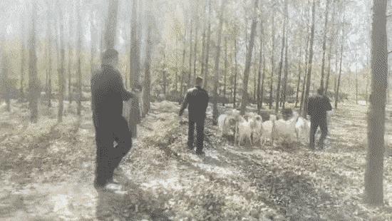 村民走失15只山羊民警找回17只