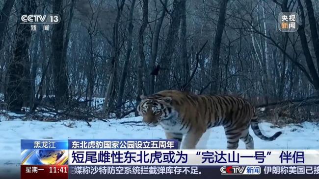 野生短尾东北虎超近直拍 新个体现身东宁