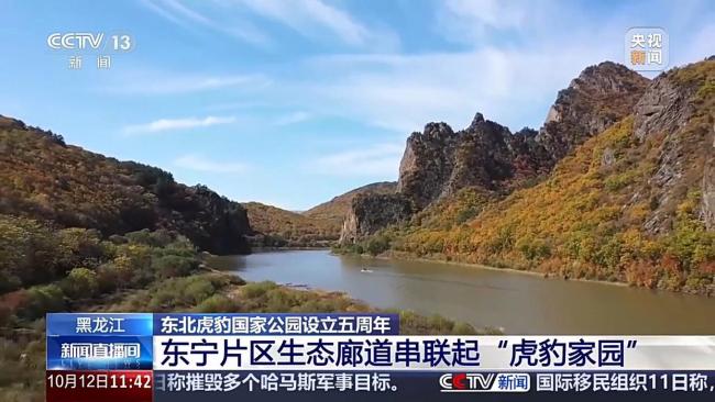野生短尾东北虎超近直拍 新个体现身东宁