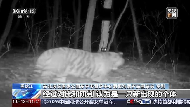 野生短尾东北虎超近直拍 新个体现身东宁