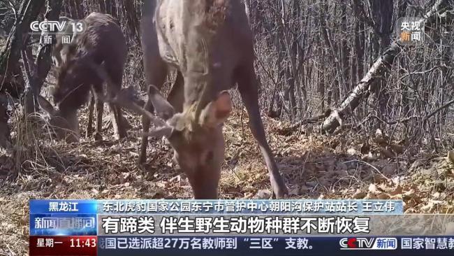 野生短尾东北虎超近直拍 新个体现身东宁