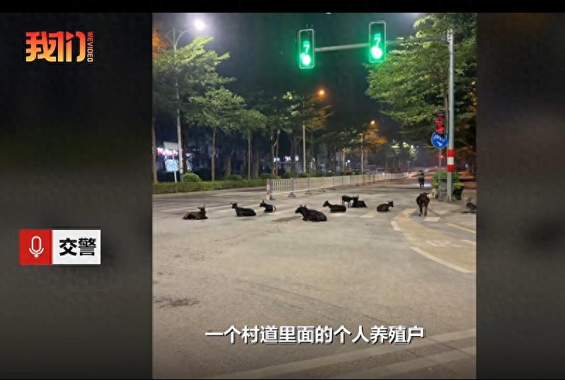 一路段凌晨有羊群躺卧绿灯下，交警：个人养殖，夜间有时跑出，若因羊卧车道引发事故，羊主需担责