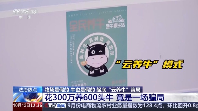 12万人被骗5.6亿,起底“云养牛”骗局