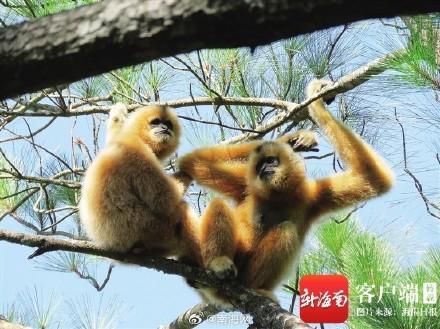 全球唯一种群持续增长的长臂猿类群 种群恢复至44只