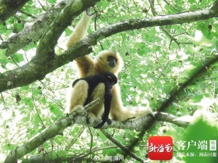 全球唯一种群持续增长的长臂猿类群
